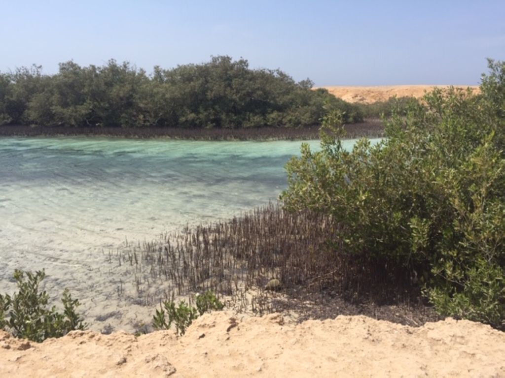 Mangroves in Ras Mohammad National Park Cap De Ras Muhammad