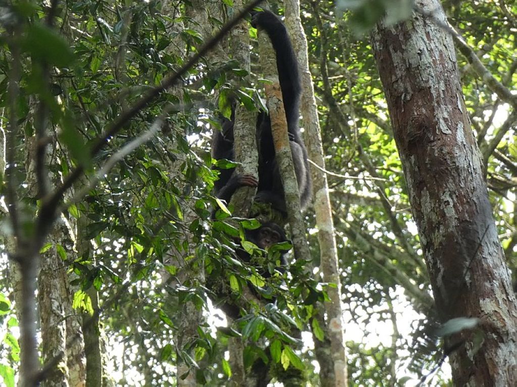 Chimpanzees in Taï National Park Parc National De Taï