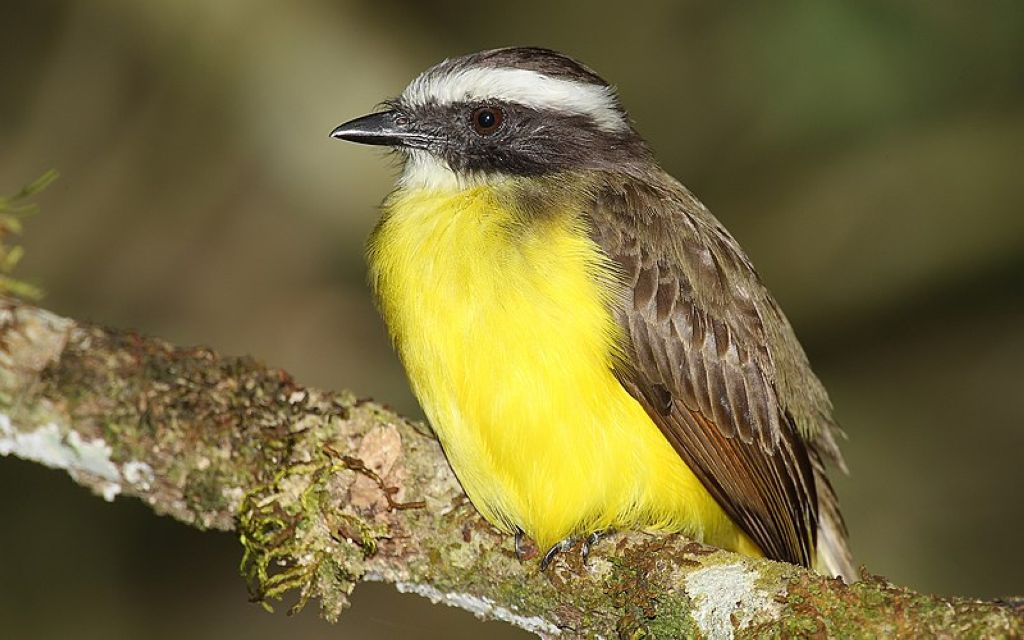 Social Flycatcher Myiozetetes similis columbianus  Parque Nacional Darién Panama Parc National Du Darien