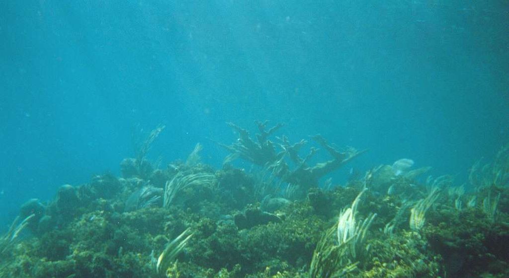 Elkhorn coral Acropora palmata on the crest of Gaulin Reef San Salvador Island Bahamas Plongée Au San Salvador