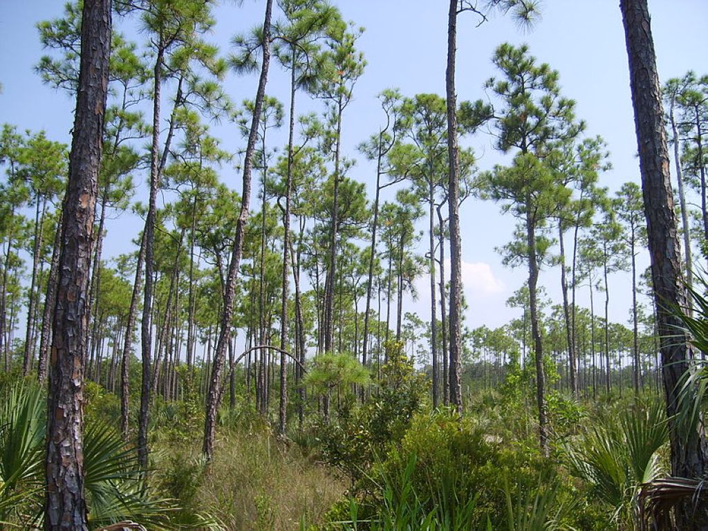 La pinède des Everglades Le Parc National Des Everglades