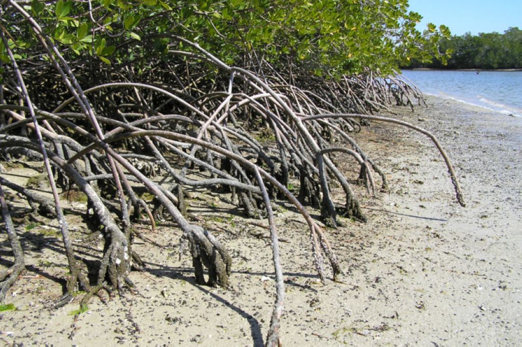 Mangrove le long de la côte dans les Everglades Le Parc National Des Everglades