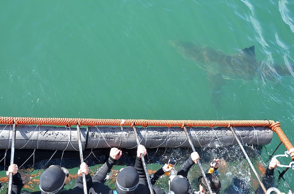 White shark cage diving Gansbaai Plongée À Gansbaaï