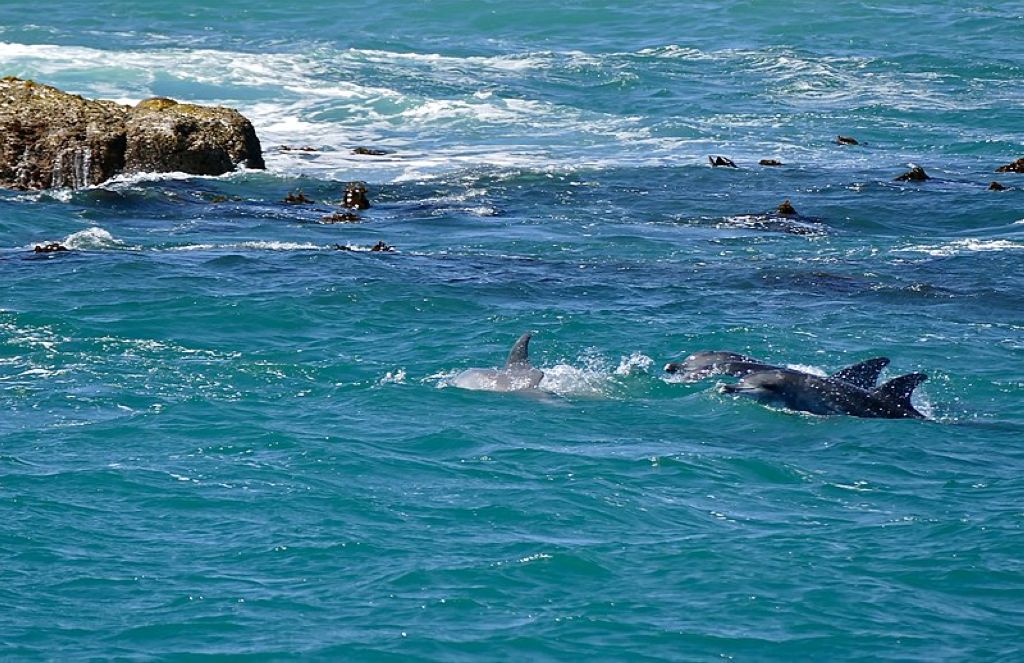 Geyser Rock near Gansbaai Western Cape South Africa Plongée À Gansbaaï