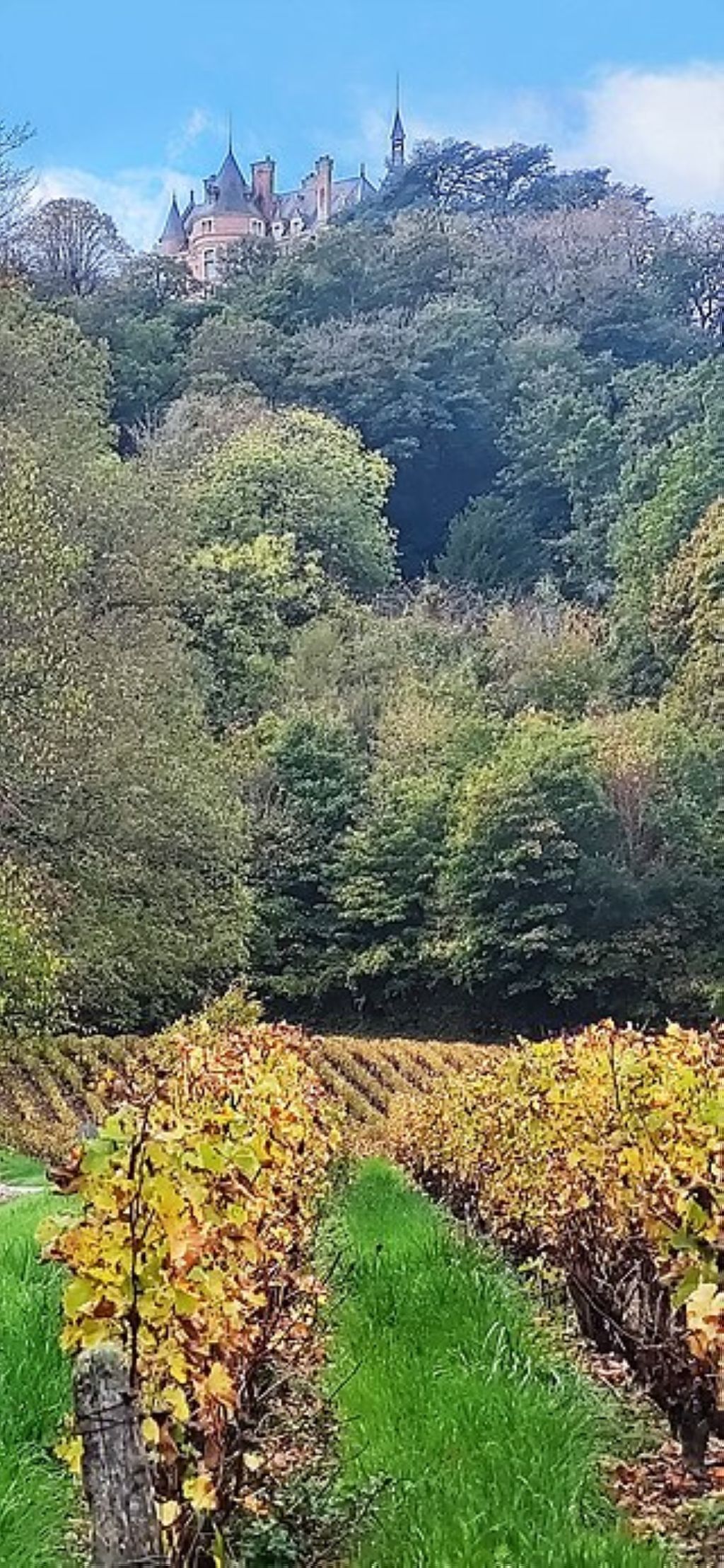 The vineyard and the castle of Sancerre Sancerre