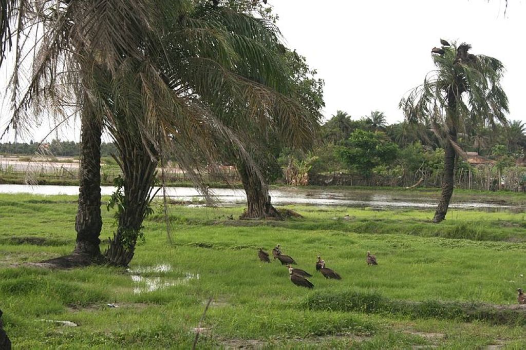 The bolong at Cap Skirring in Lower Casamance in Senegal CapSkirring