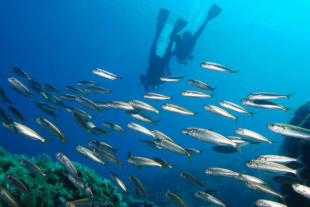Boops boops shipwreck Plongée À Tahiti