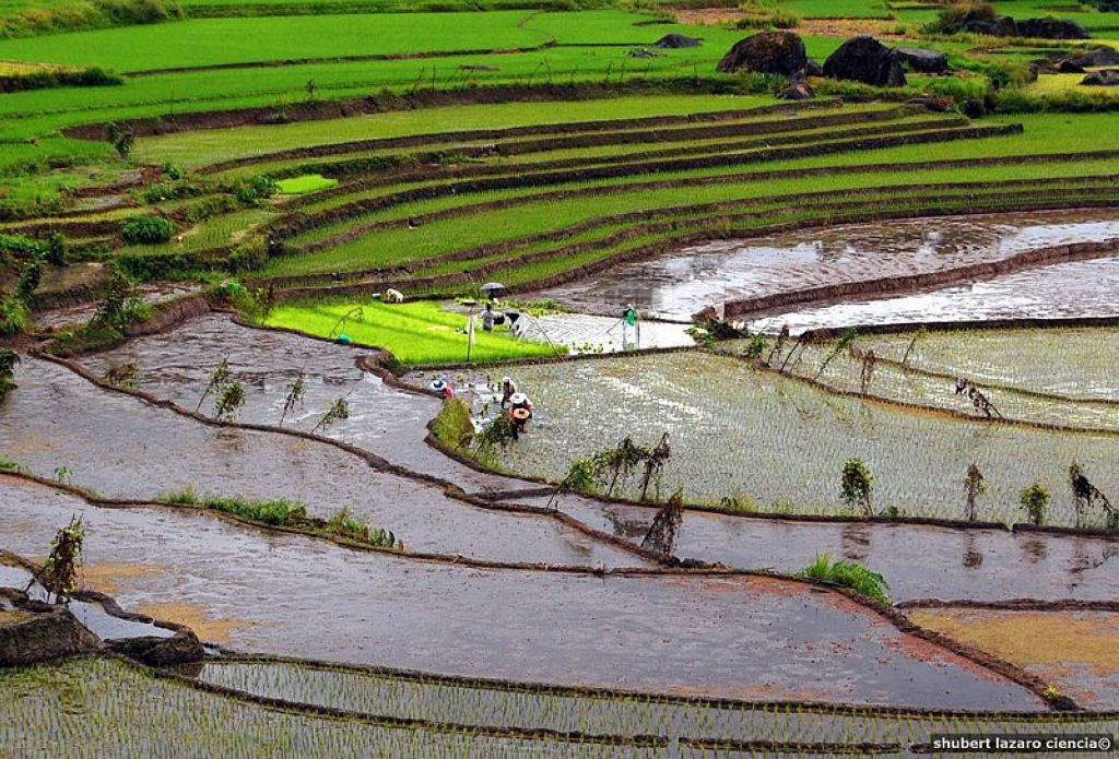 Nagacadan Rice Terraces. Rizières En Terrasses Des Cordillères Des Philippines
