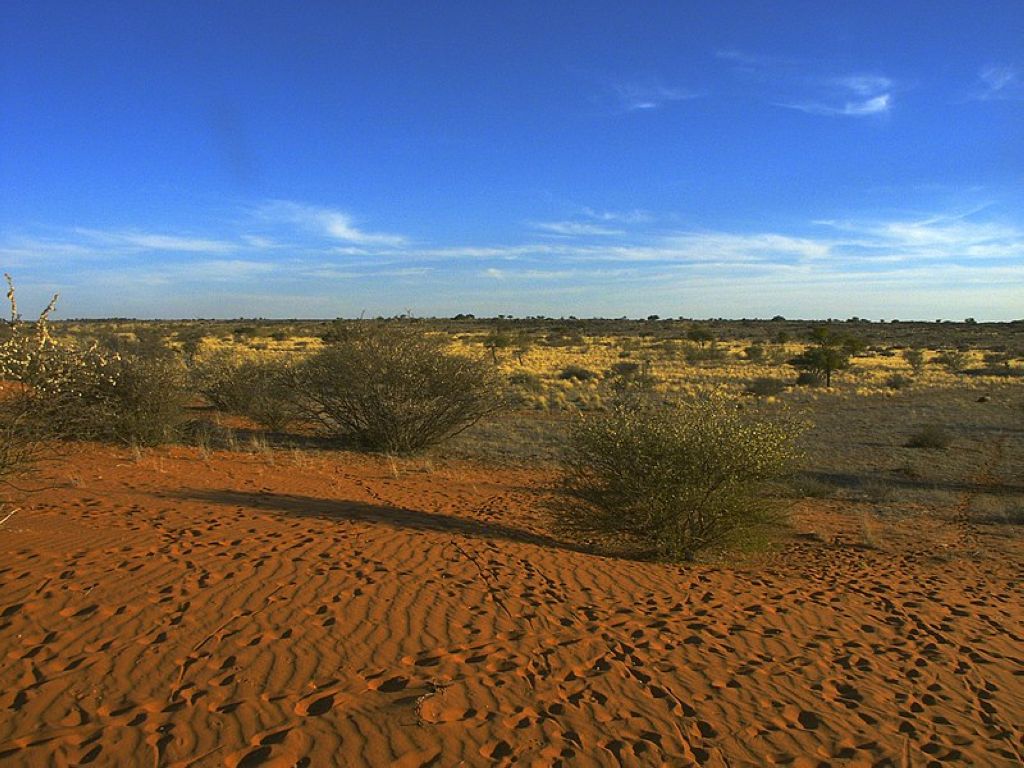 Paysage aride typique du Kalahari Désert Du Kalahari