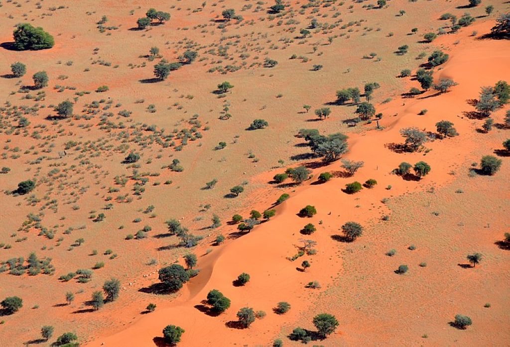 Overgrown sand dune in the Kalahari Desert in Namibia Désert Du Kalahari