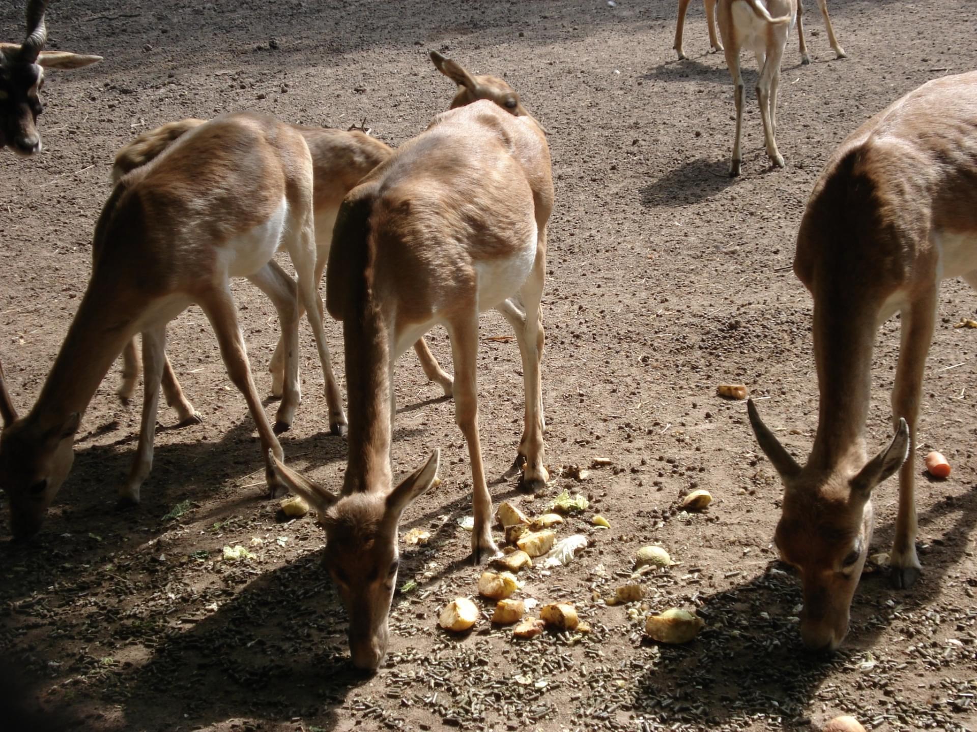 romanechethorins