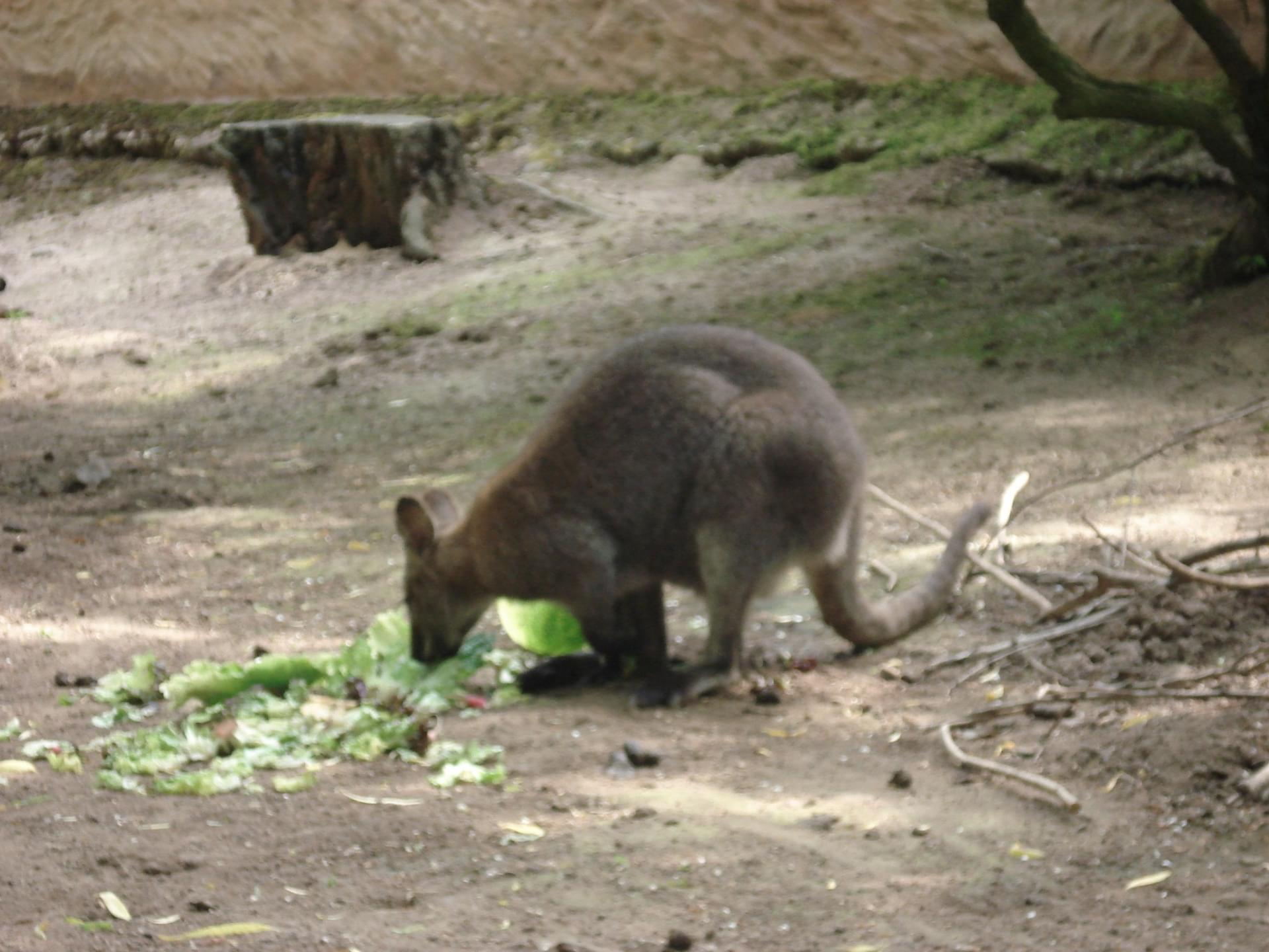 romanechethorins