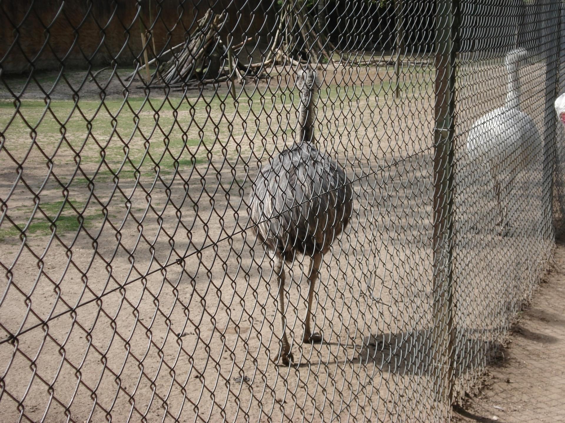 romanechethorins