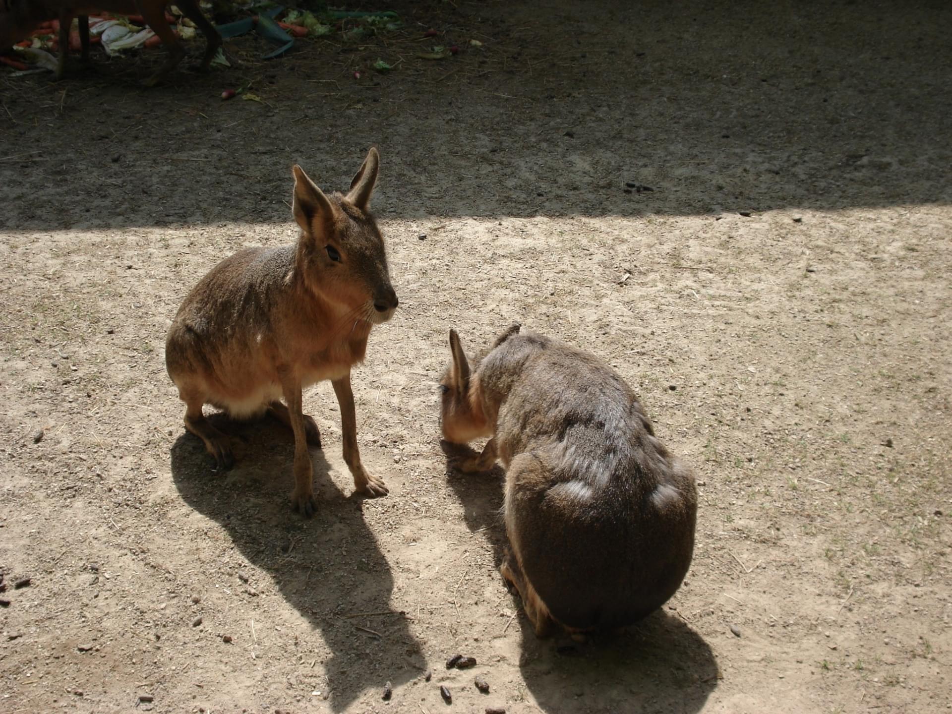 romanechethorins
