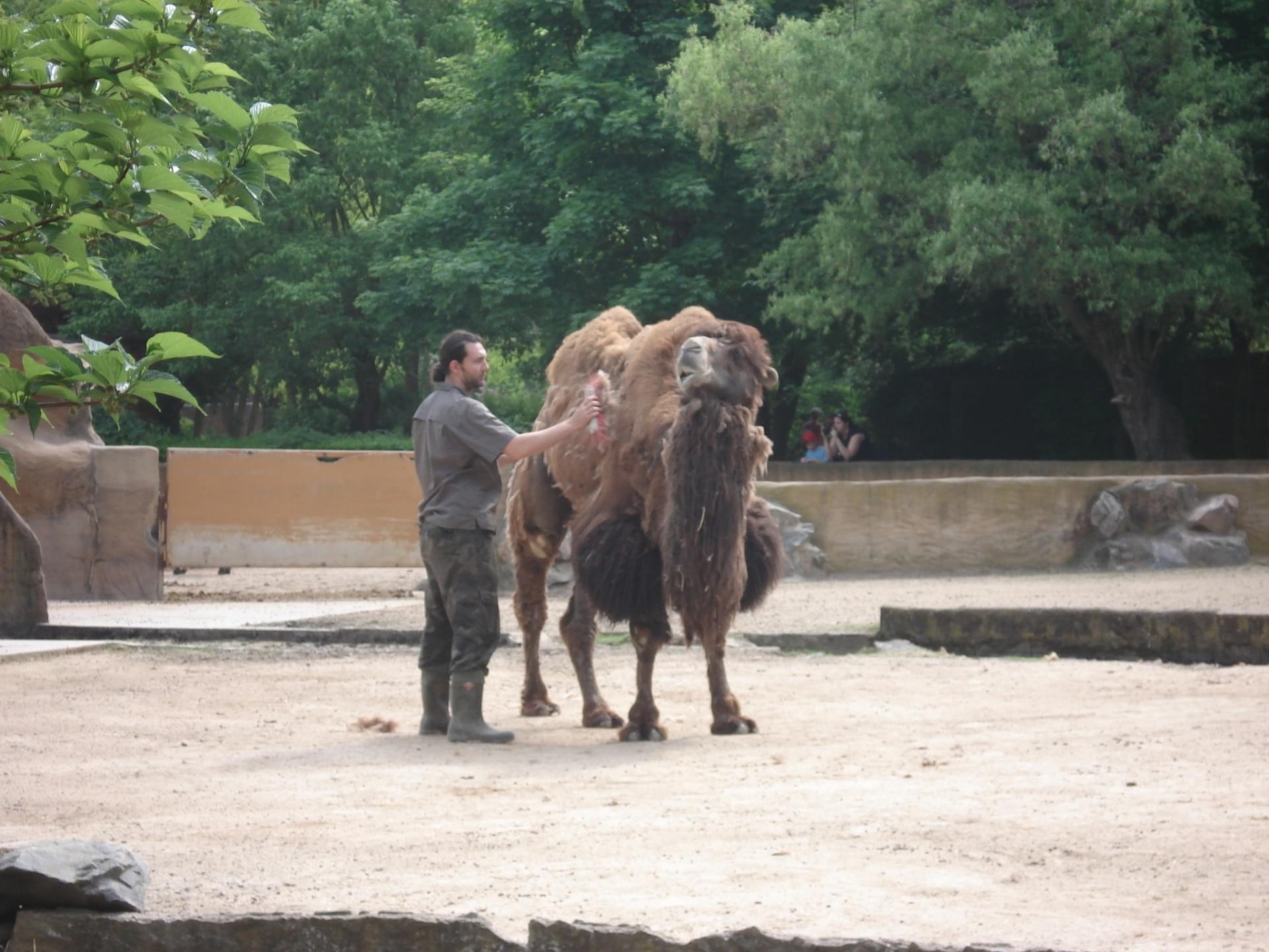romanechethorins