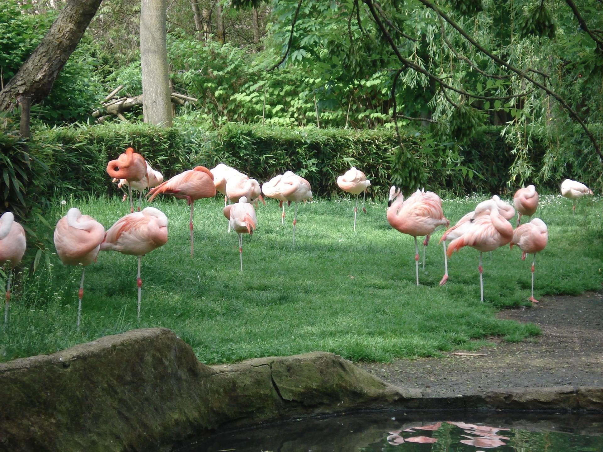 romanechethorins
