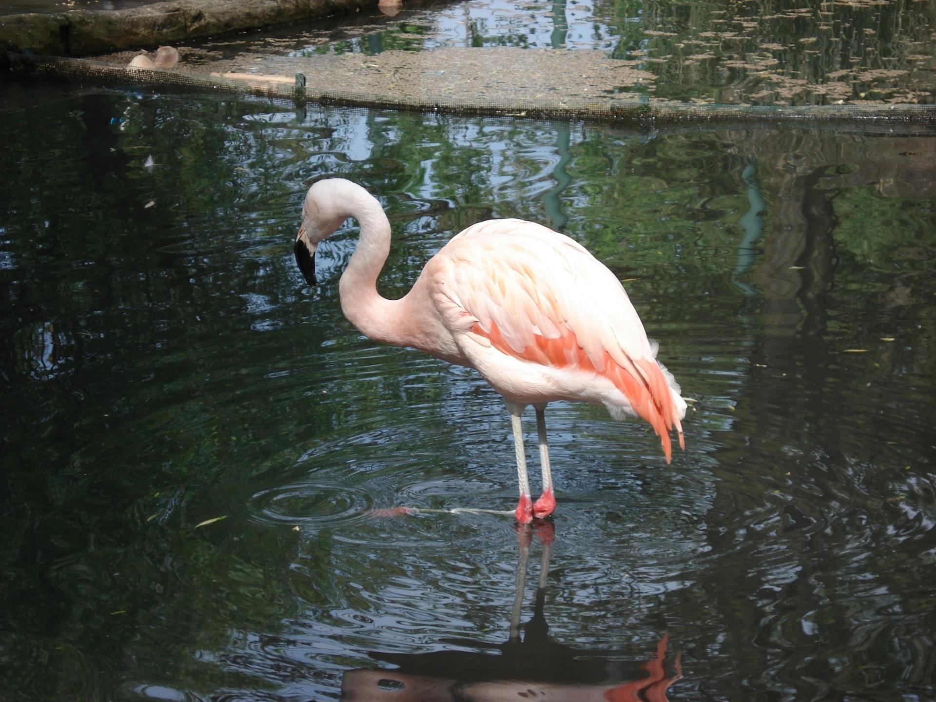 romanechethorins