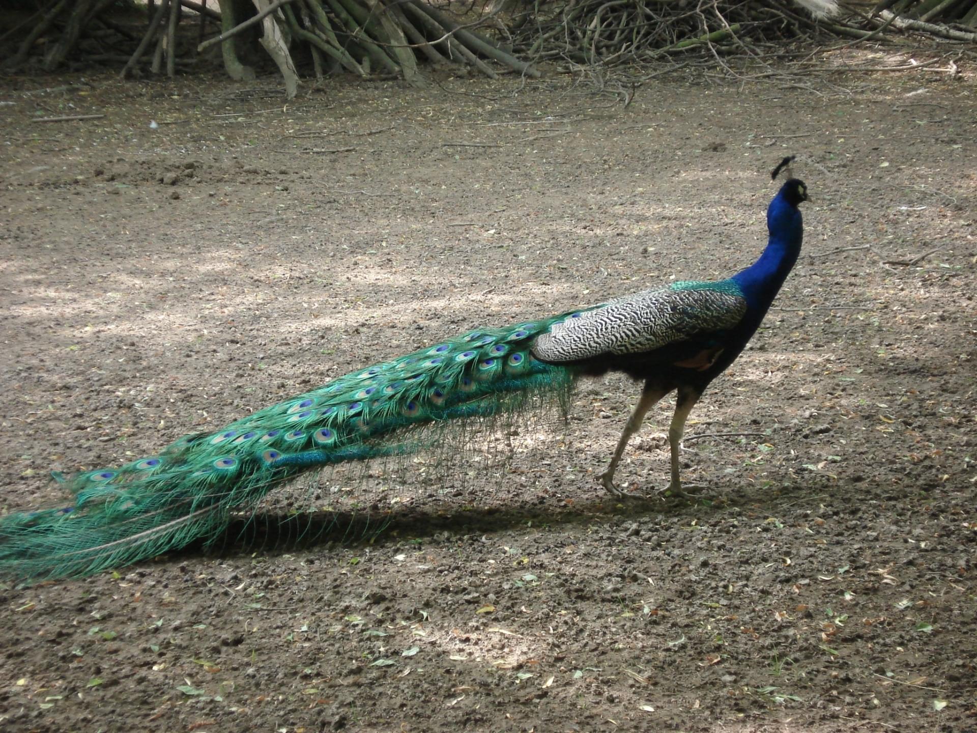 romanechethorins