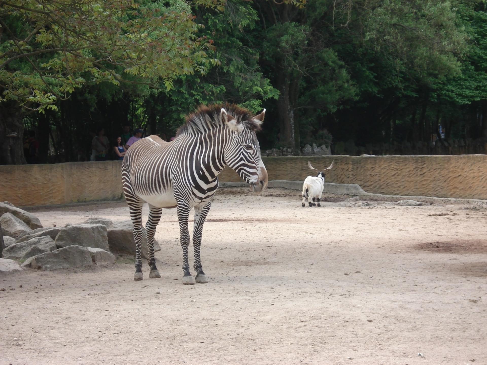 romanechethorins