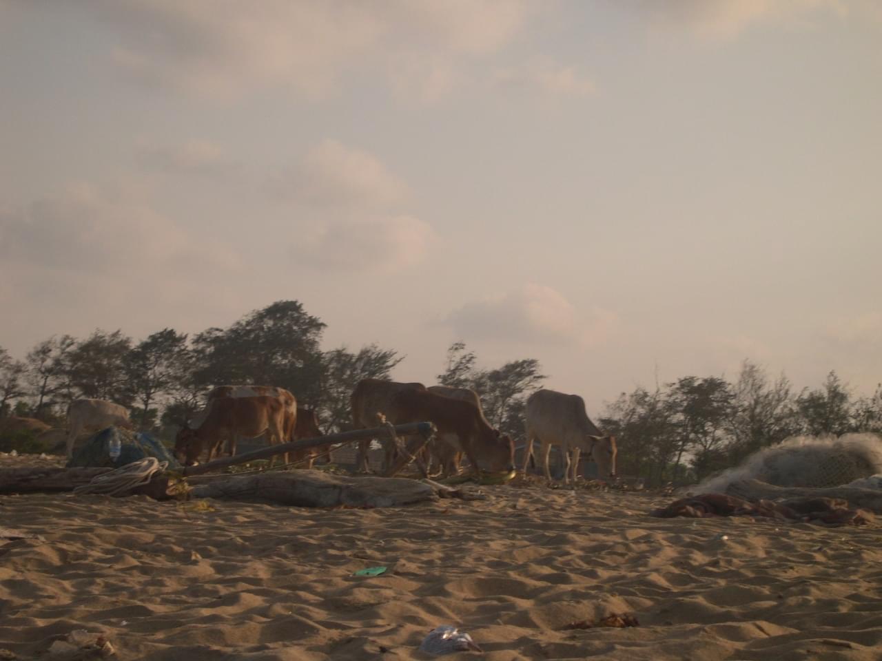 templesmonolithesdemahabalipuram