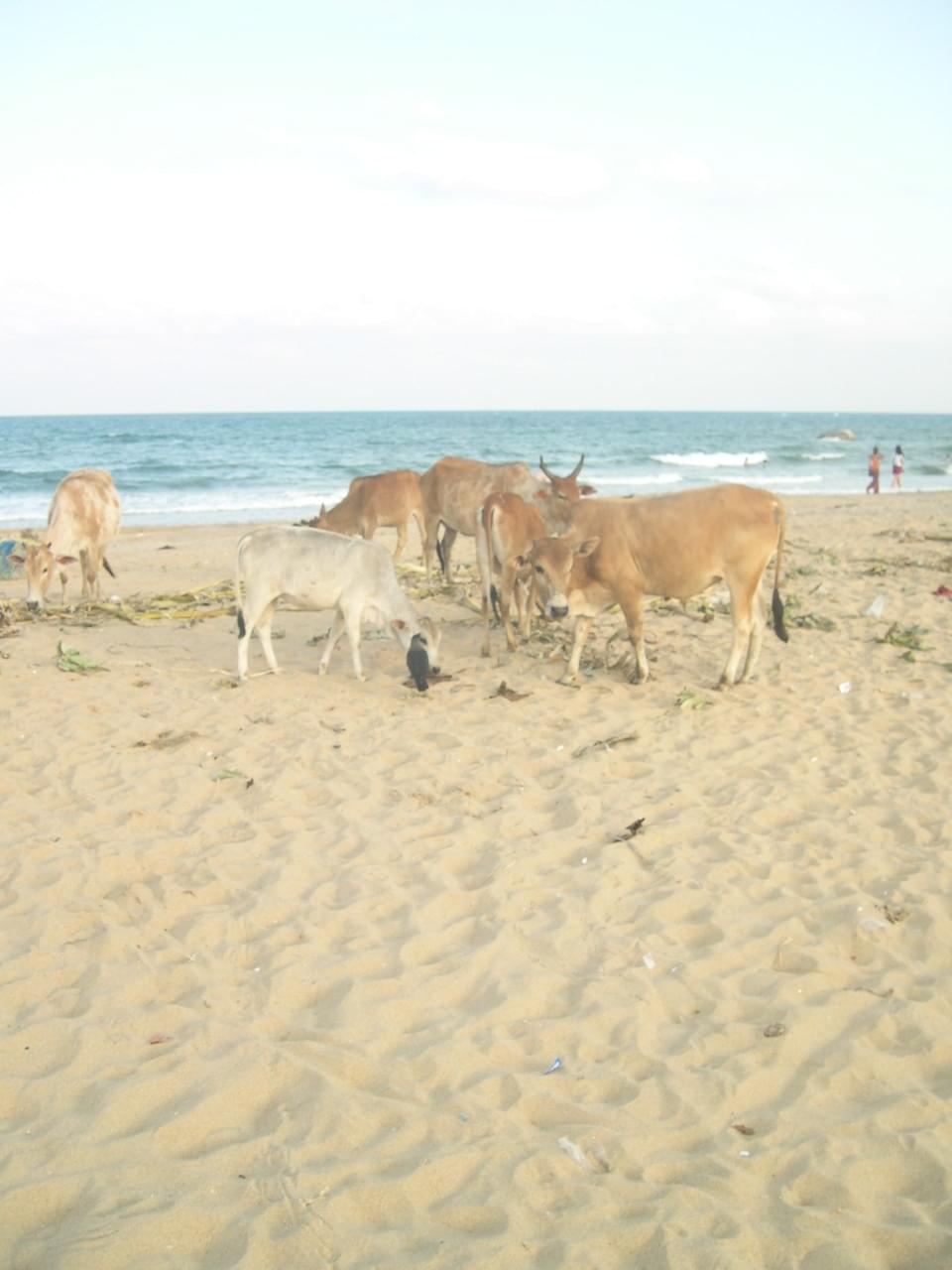 templesmonolithesdemahabalipuram