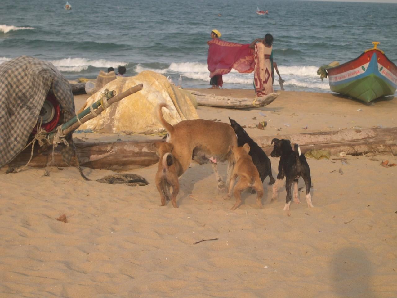 templesmonolithesdemahabalipuram