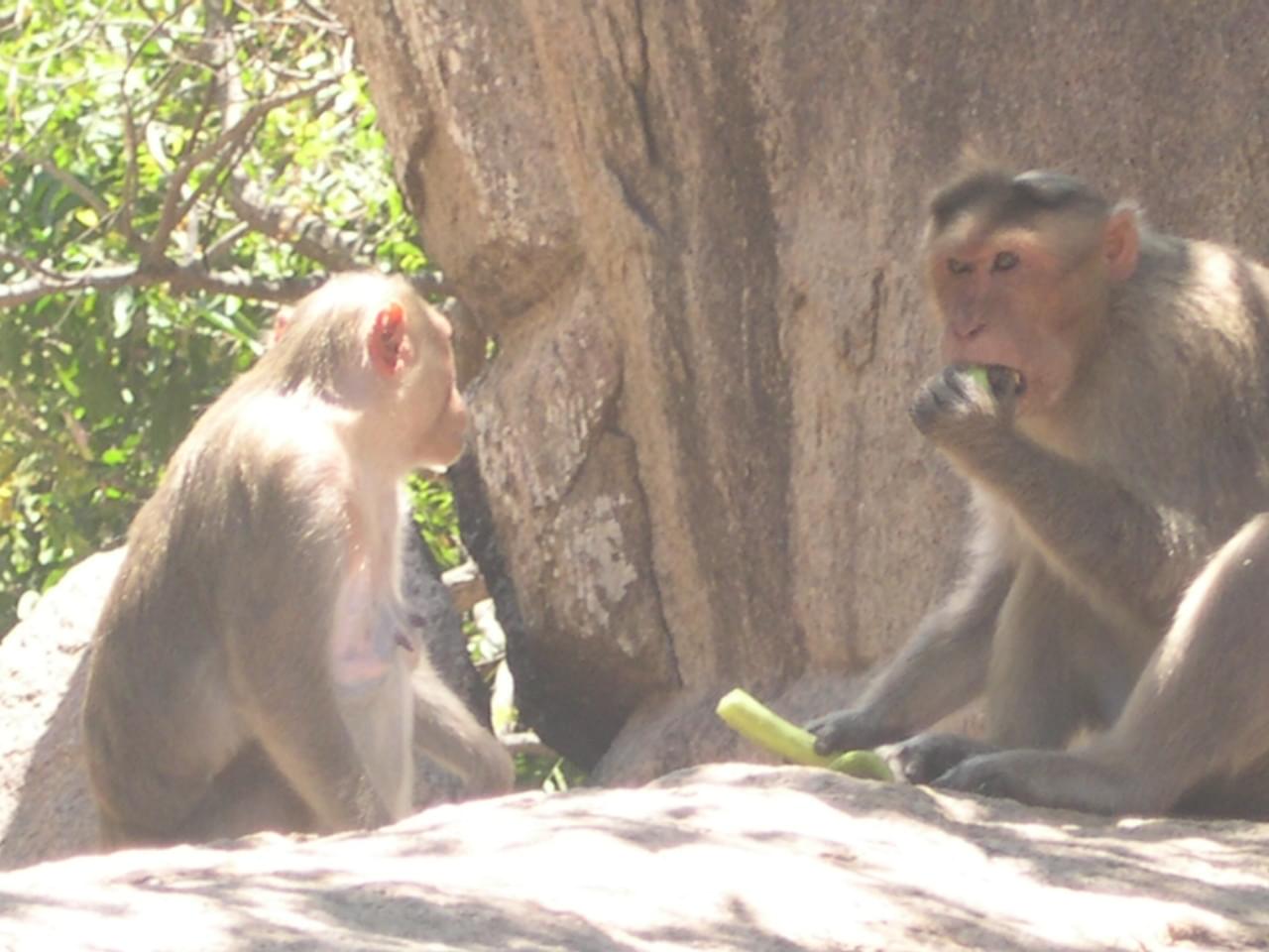 templesmonolithesdemahabalipuram