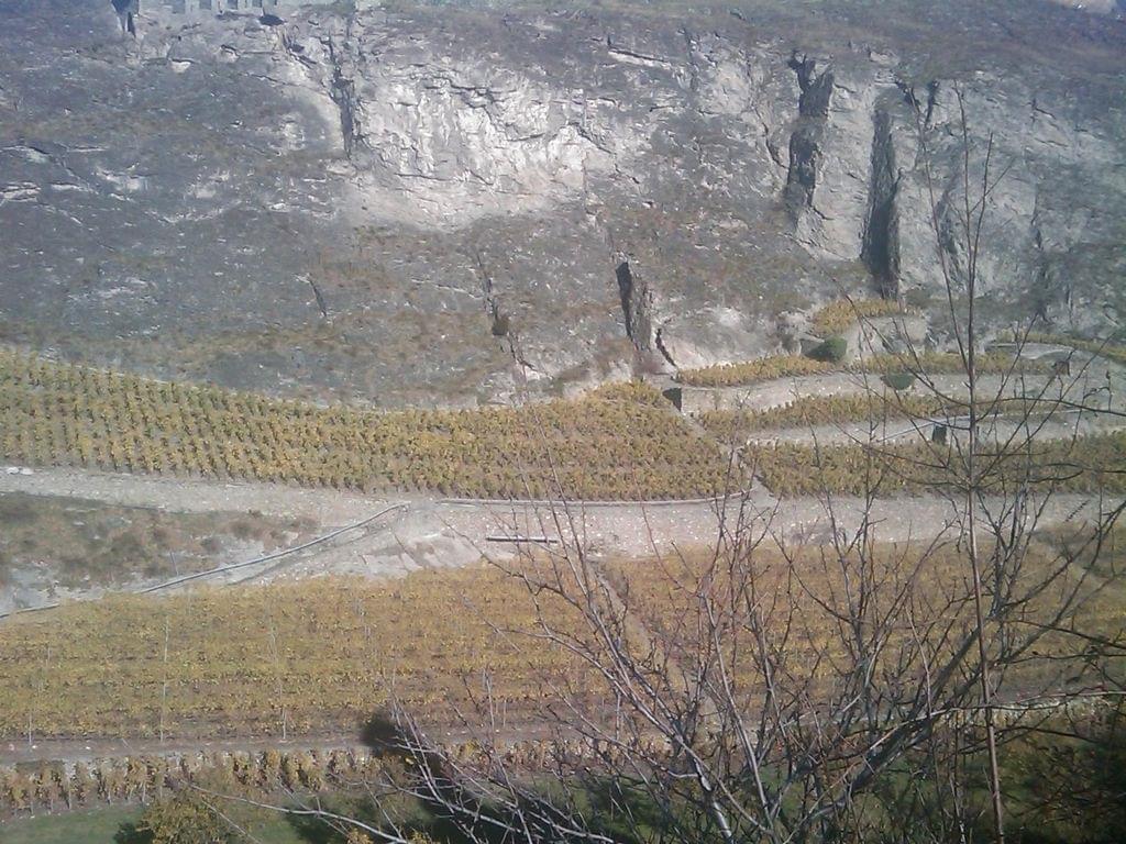 sion