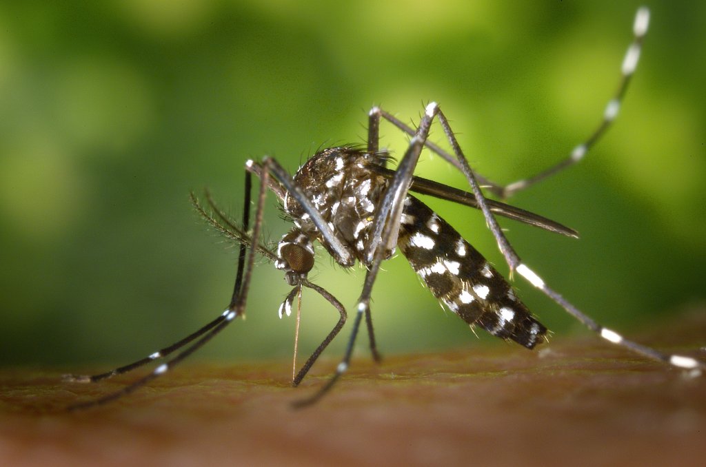Photo Tout savoir sur le moustique : maladies, s’en protéger, voyager tranquille, les faire fuir…