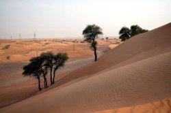 Photo Voyage à Dubaï : le safari dans le désert, un incontournable