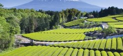 Photo Les 10 lieux incontournables de la région du Kansai au Japon