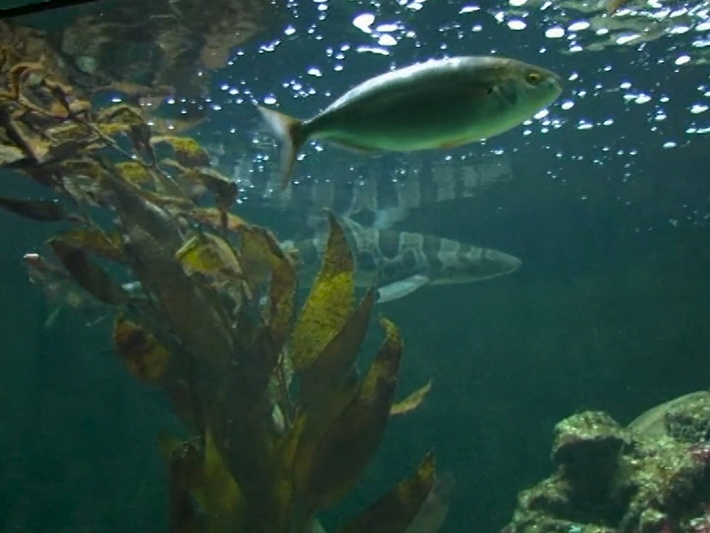 Aquarium Artis Amsterdam