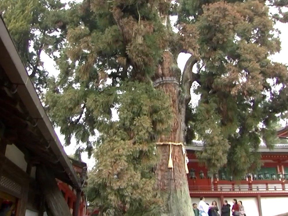 Azekura-dukuri Todai-ji Kyoto